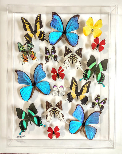 Real framed butterflies preserved in acrylic frame
