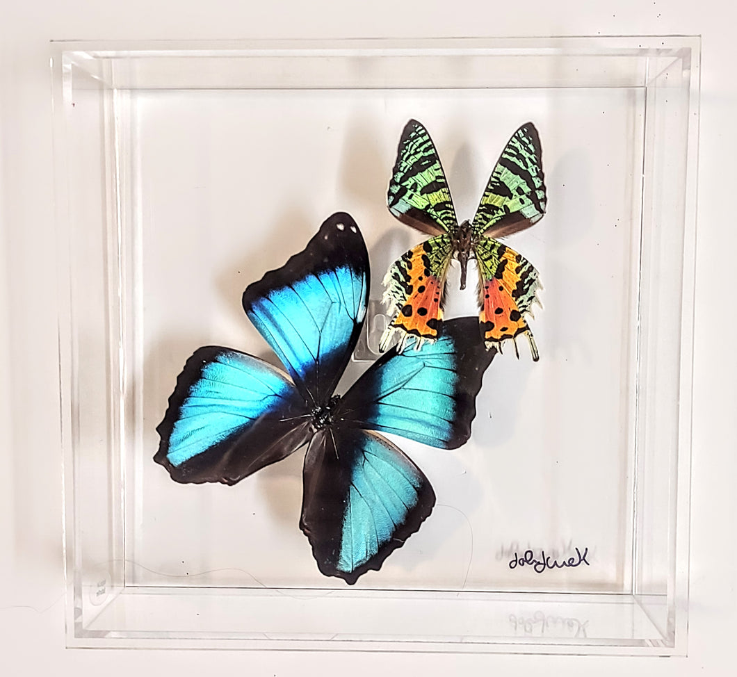 8x8 Framed Butterflies-Mounted Butterflies-Preserved Butterflies