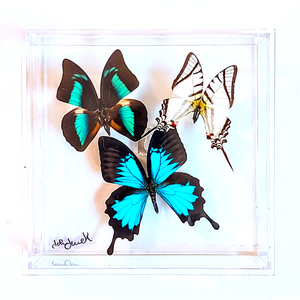 8"x8"x2" Butterfly Display