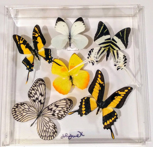 10x10x2 Butterfly Display