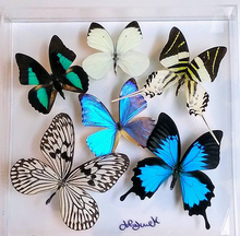 Load image into Gallery viewer, 10&quot;x10&quot;x2&quot; Butterfly Display - Ships within 3 business days
