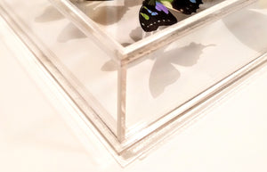Framed Butterflies-Mounted Butterflies-Preserved Butterflies
