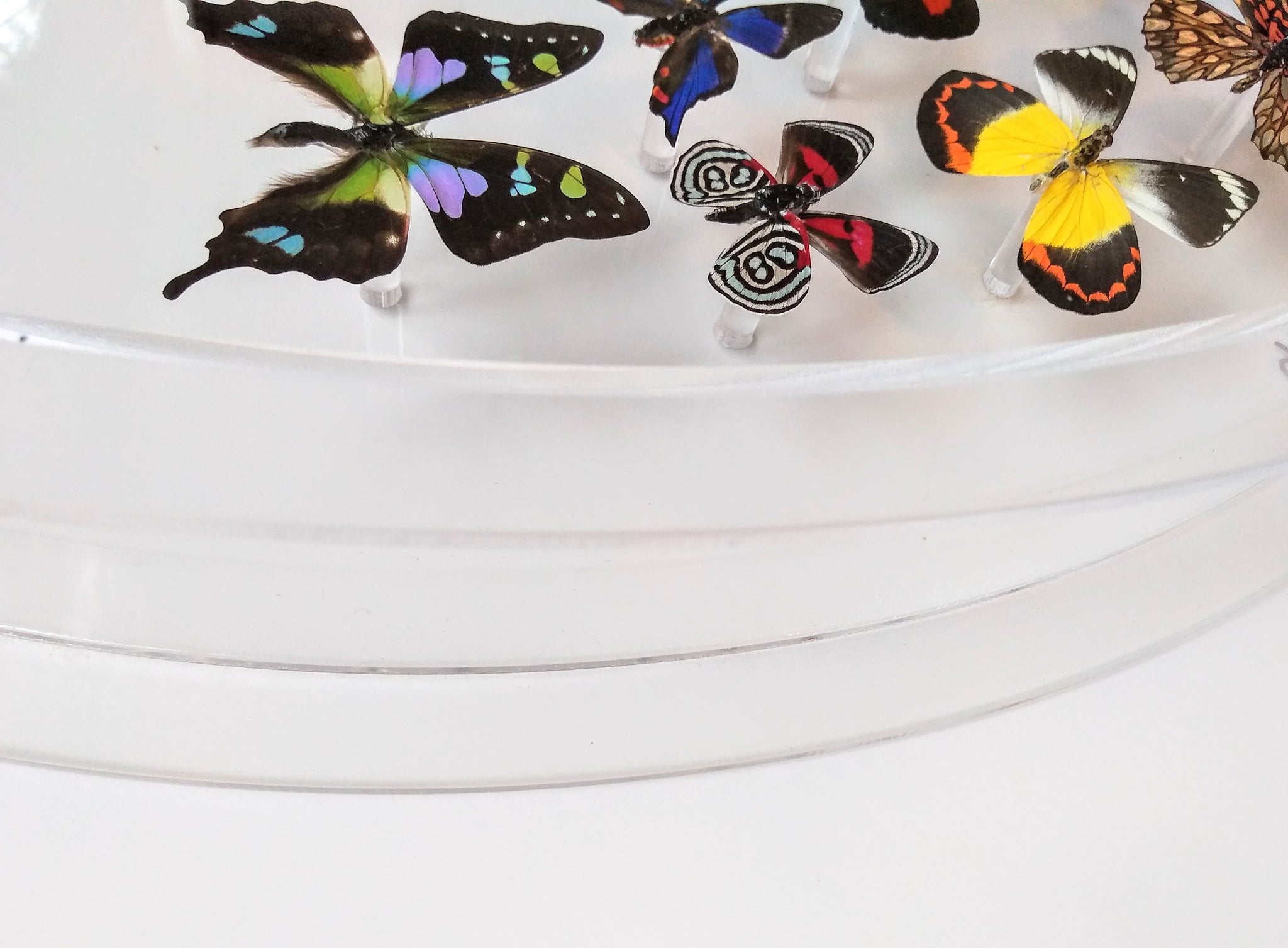 Butterfly Collection Display 30