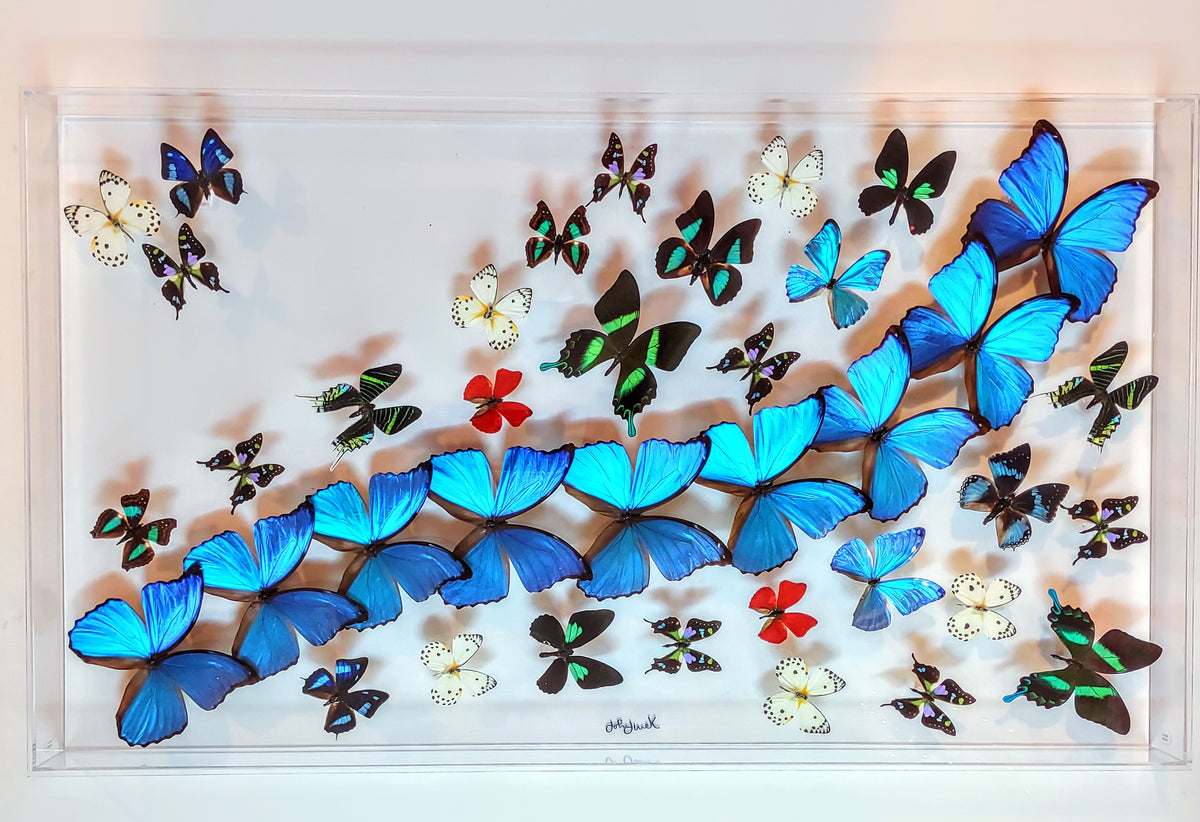 Butterfly Display 20x36 – nature art butterflies