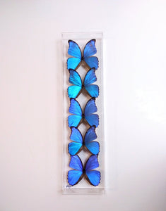 6"x24"x2" Butterfly Display