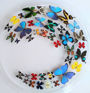 30" x 2.5" Circular Butterfly Display