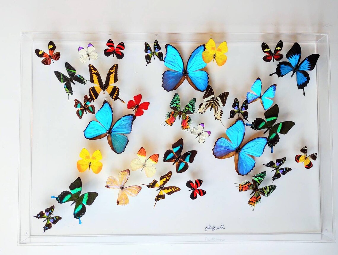 16x34x2.5 butterflies, butterfly taxidermy, butterfly collection