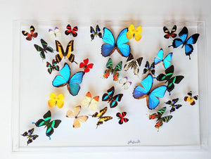 20x30 butterflies, butterfly taxidermy, butterfly collection butterfly displays, framed butterfly, butterfly art