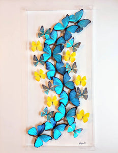 16x34x2.5" butterfly display, framed butterflies, mounted butterflies, butterfly art, preserved butterflies, butterfly taxidermy, butterfly collection