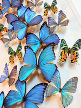 Load image into Gallery viewer, 16x34x2.5&quot; butterflies, butterfly taxidermy, butterfly collection butterfly displays, framed butterfly, butterfly art
