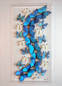 16x34x2.5" butterflies, butterfly taxidermy, butterfly collection butterfly displays, framed butterfly, butterfly art