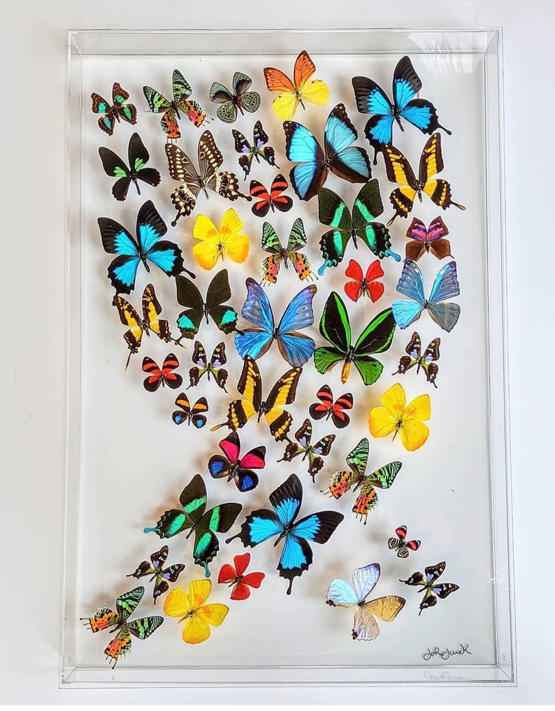 Original Framed butterflies 32 x 23 cm,  France