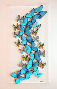 16x34x2.5" butterflies, butterfly taxidermy, butterfly collection butterfly displays, framed butterfly, butterfly art