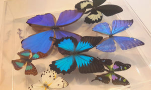 10x10x2 Butterfly Display