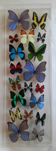 butterfly display, framed butterflies, mounted butterflies, butterfly art, real butterfly artwork, butterflies in acrylic cases