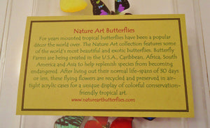 10"x30" butterflies, butterfly art, preserved butterflies, butterfly taxidermy, butterfly collection