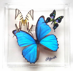 8"x8"x2" Butterfly Display