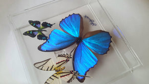 8"x8"x2" Butterfly Display