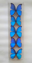 Load image into Gallery viewer, 6&quot;x24&quot;x2&quot; Butterfly Display
