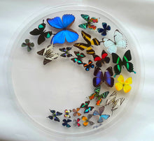 Load image into Gallery viewer, Framed Butterflies-Mounted Butterflies-Preserved Butterflies
