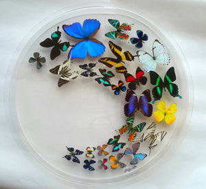 Framed Butterflies-Mounted Butterflies-Preserved Butterflies