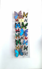 Load image into Gallery viewer, butterfly display, framed butterflies, mounted butterflies, butterfly art, real butterfly artwork, butterflies in acrylic cases
