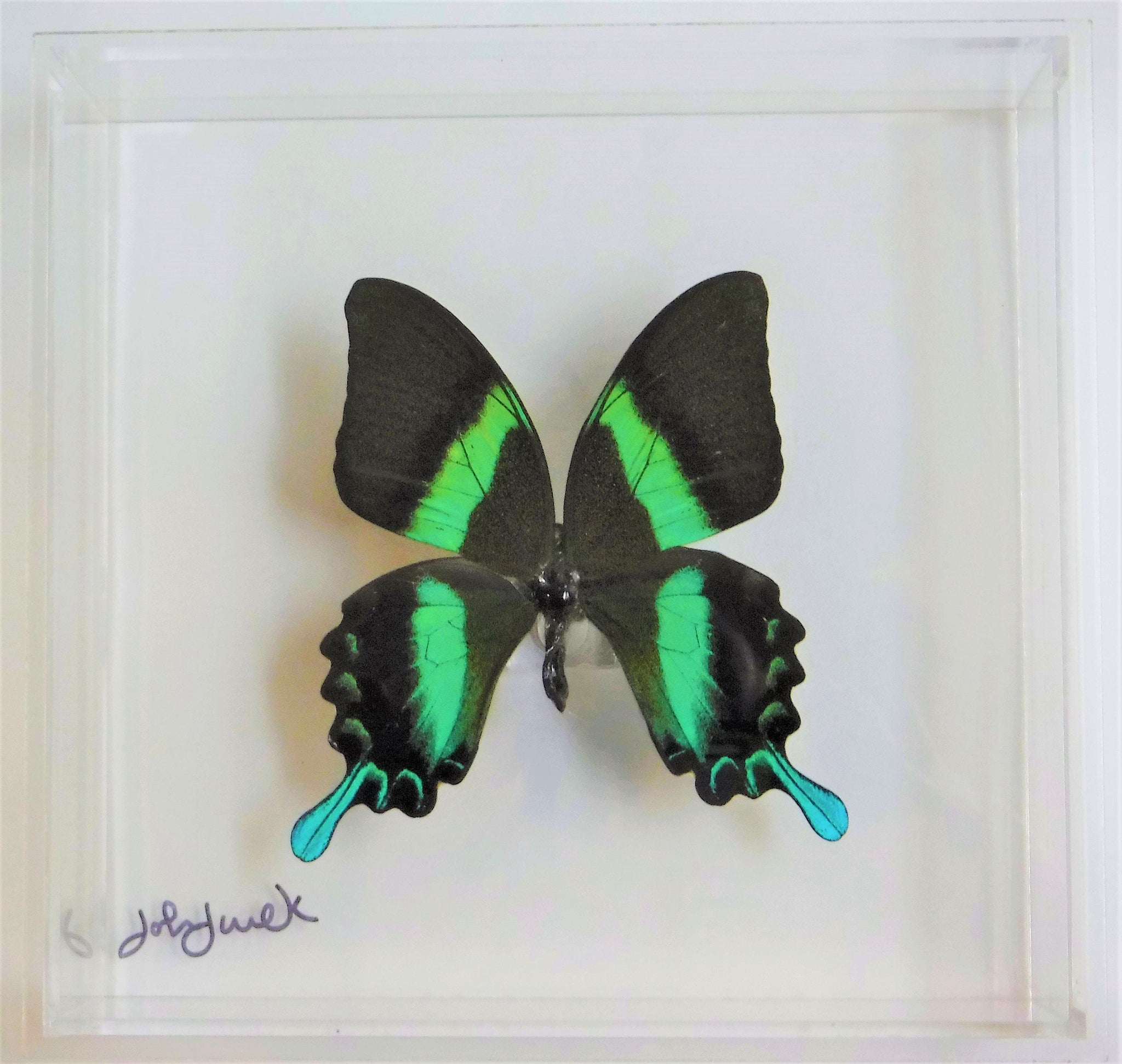 16x34x2.5 butterflies, butterfly taxidermy, butterfly collection