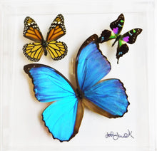 Load image into Gallery viewer, 8&quot;x8&quot;x2&quot; Butterfly Display
