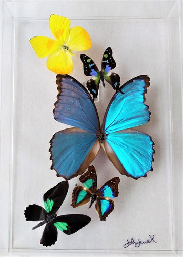 Real framed butterflies preserved in acrylic frame
