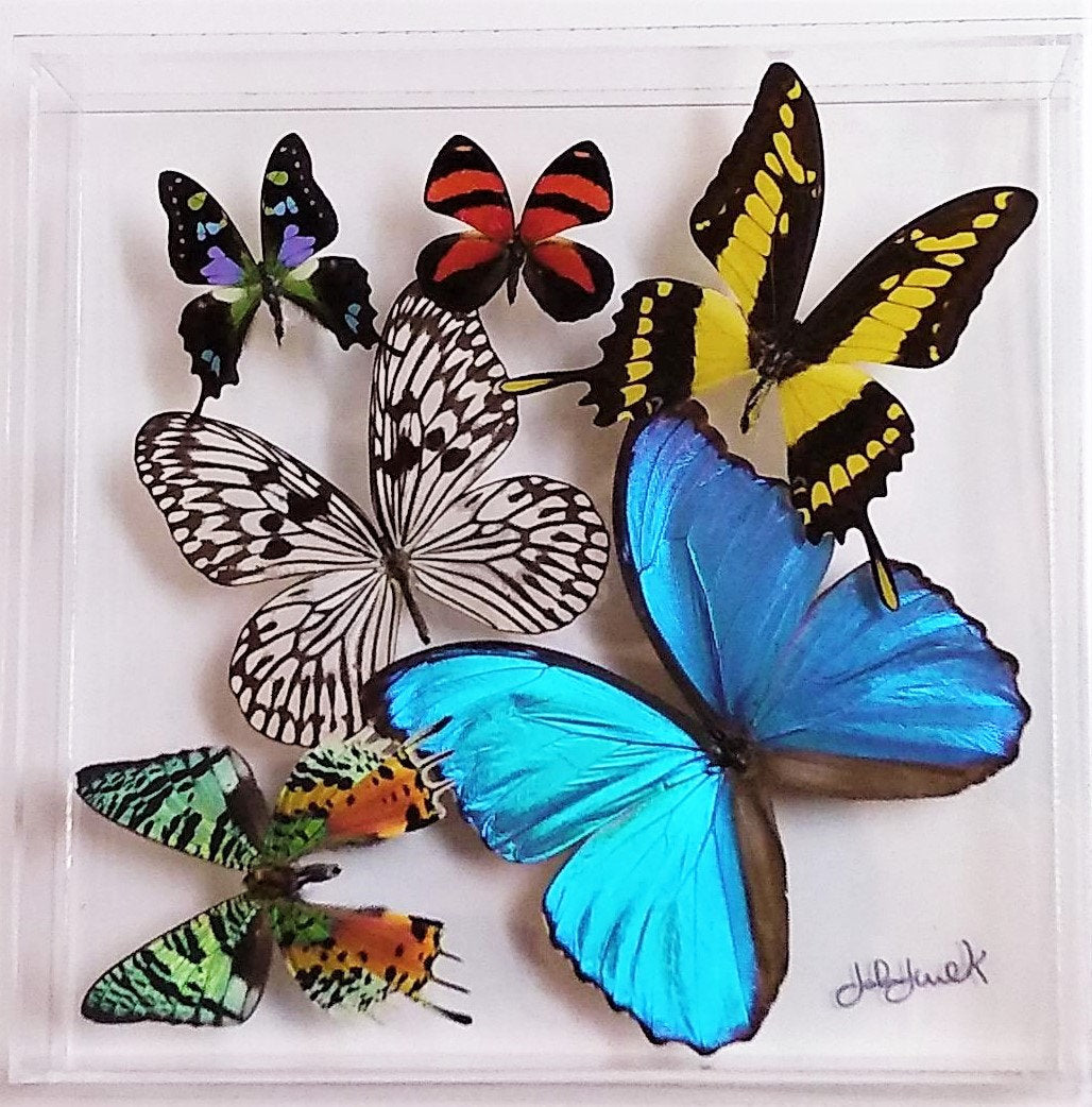 10x10x2 Butterfly Display