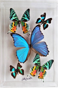 Framed Butterflies-Mounted Butterflies-Preserved Butterflies