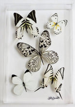 Load image into Gallery viewer, 8&quot;x12&quot;x2&quot; Butterfly Display
