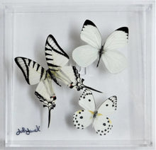 Load image into Gallery viewer, 7&quot;x 7&quot;x 2&quot; Butterfly Display
