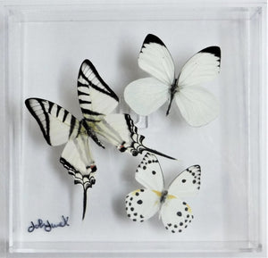 7"x 7"x 2" Butterfly Display