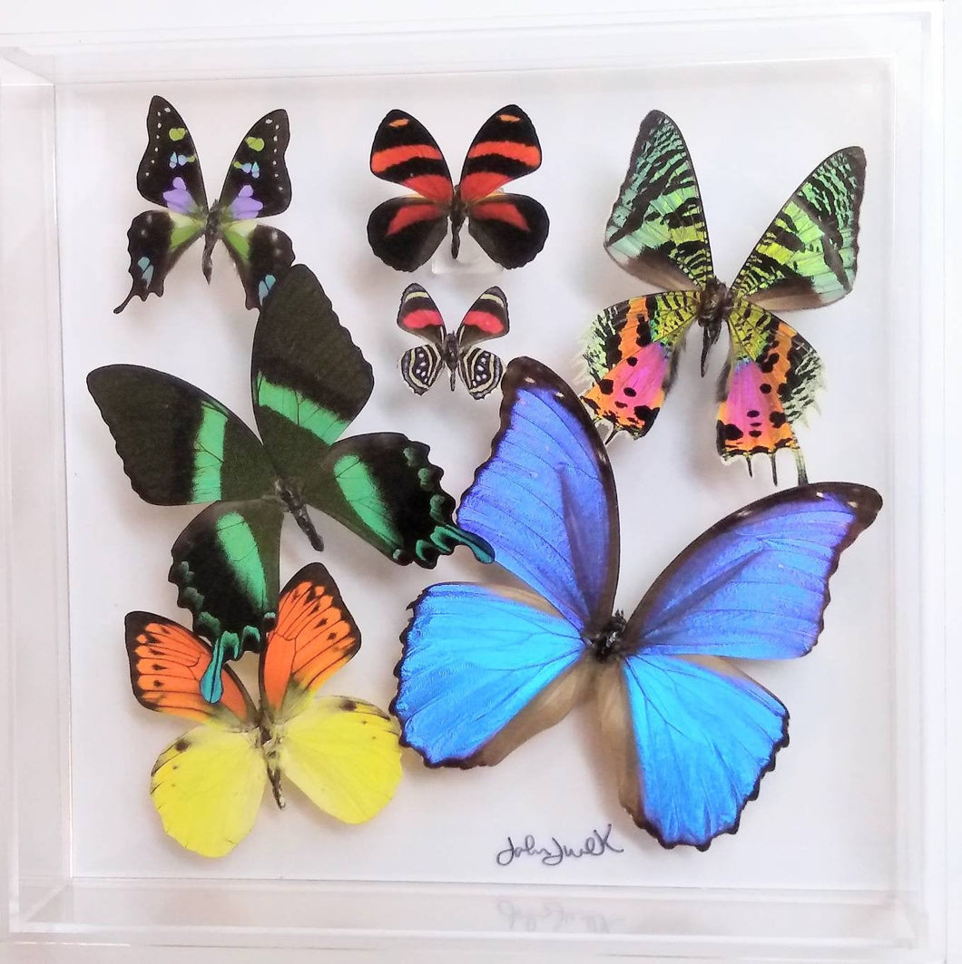 10x10x2 Butterfly Display