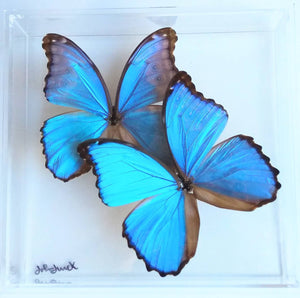 8"x8"x2" Butterfly Display