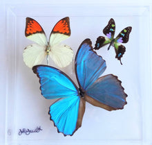 Load image into Gallery viewer, 8&quot;x8&quot;x2&quot; Butterfly Display
