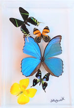 Load image into Gallery viewer, NEW 8x12&quot; butterfly display, framed butterflies, mounted butterflies,real butterfly art, butterflies in acrylic cases, mounted butterfly
