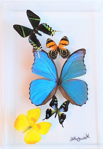 Real framed butterflies preserved in acrylic display case

