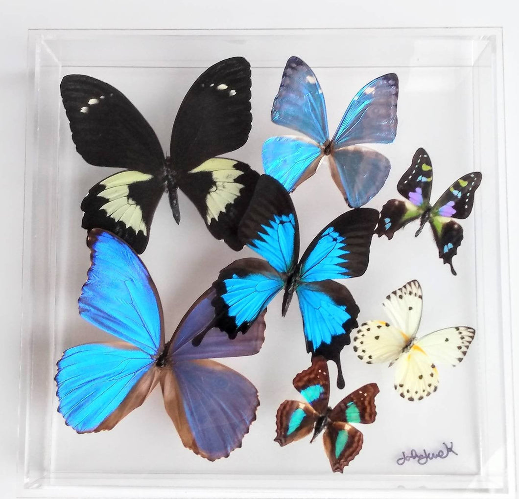 10x10x2 Butterfly Display