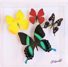 Load image into Gallery viewer, 8&quot;x8&quot;x2&quot; Butterfly Display
