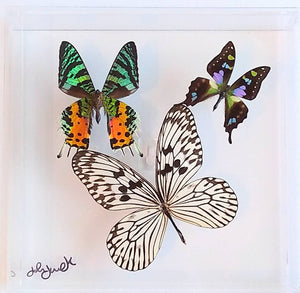 8"x8"x2" Butterfly Display