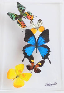 8"x12"x2" Butterfly Display