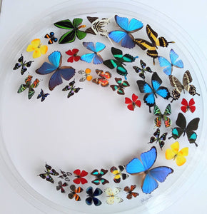 30" circle, butterfly displays, mounted butterflies, framed butterflies, butterfly art, real butterflies, butterfly display  butterflies acrylic cases