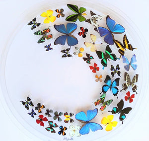 30" circle, butterfly displays, mounted butterflies, framed butterflies, butterfly art, real butterflies, butterfly display  butterflies acrylic cases