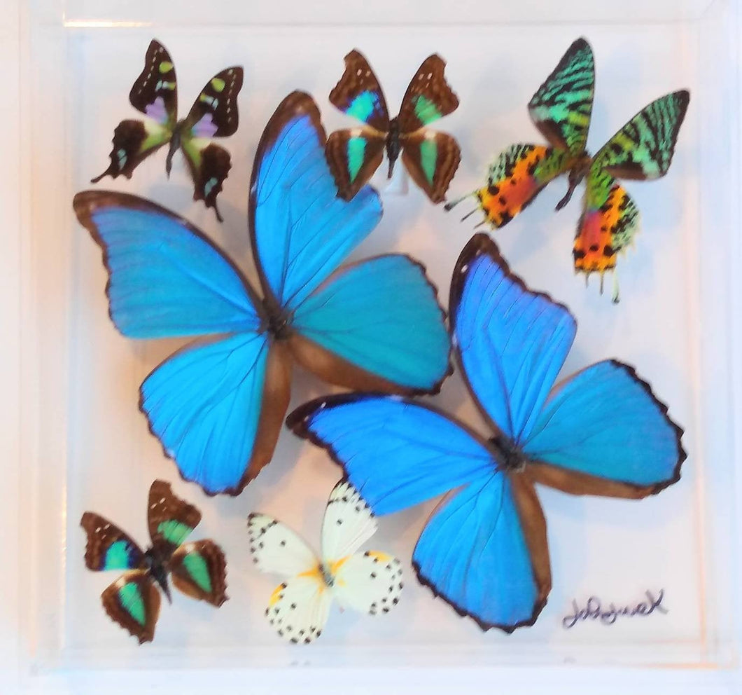 10x10x2 Butterfly Display