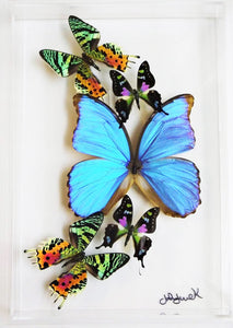 Framed Butterflies-Mounted Butterflies-Preserved Butterflies