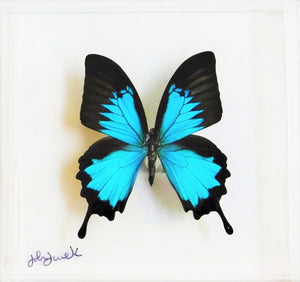 7"x7"x2" Butterfly Display