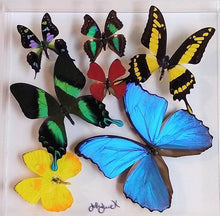 Load image into Gallery viewer, 10x10x2 Butterfly Display
