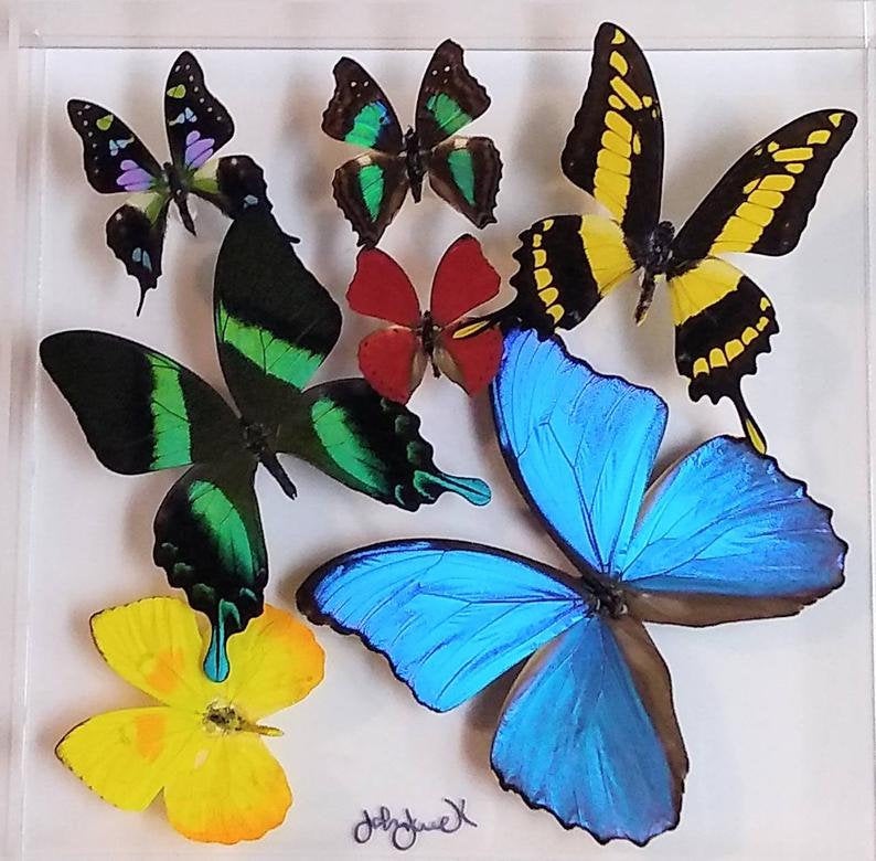 10x10x2 Butterfly Display